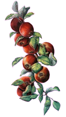 fleurs et nature (134).gif